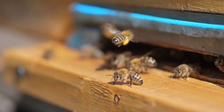 慢动作视频生活养蜂场。一群蜜蜂飞进蜂房采集花粉和蜂蜜。养蜂概念蜜蜂农业。蜜蜂围着蜂巢成群飞翔