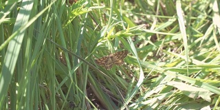 草地上的灰蝴蝶