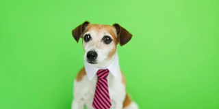 狗在粉红色的领带和衬衫领口坐着，转过头，看向摄像头。绿色色键背景。视频