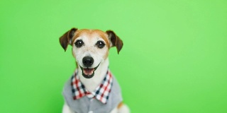 快乐微笑活跃的狗在衣服看向摄像头。打哈欠。绿色色键背景。视频片段。