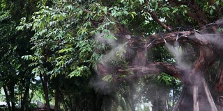 设置在树木上的喷雾水或喷雾喷嘴，用于浇灌花园中的植物