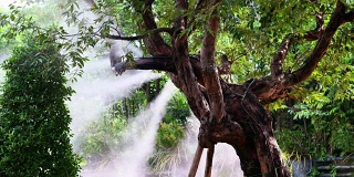 设置在树木上的喷雾水或喷雾喷嘴，用于浇灌花园中的植物