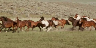 美国犹他州的赛马和牛仔