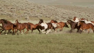 美国犹他州的赛马和牛仔视频素材模板下载