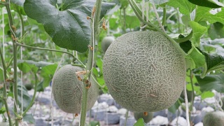 鲜哈密瓜挂在树上，绿瓜在花园里视频素材模板下载