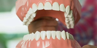 女子展示人类下颌模型，解释牙齿生长系统