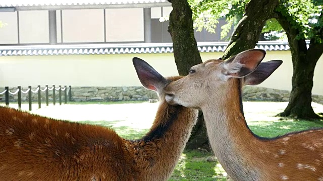 日本的小鹿