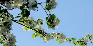 微风吹拂着盛开的白色苹果树枝。明媚的春日和湛蓝的天空
