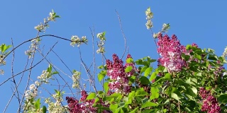 盛开的丁香和樱桃在微风中。明亮的夏日和深蓝色的天空