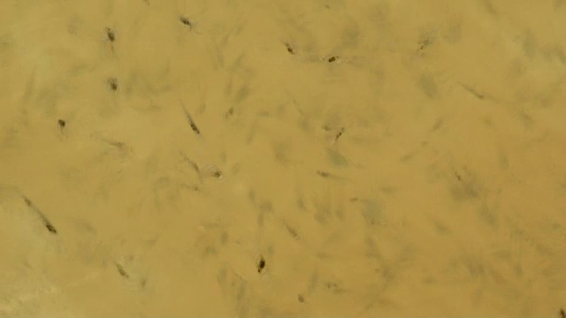 大鲟鱼漂浮在渔场的水里