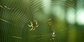蜘蛛在森林里织网