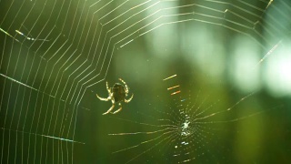 蜘蛛在森林里织网视频素材模板下载