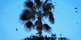 在炎热的夏天，一大群鸟儿在热带树上飞翔