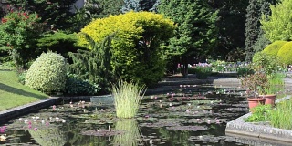 波兰弗罗茨瓦夫植物园池塘里的睡莲