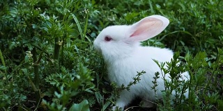 一只兔子在花园里吃绿欧芹的慢动作