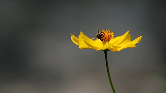 蜜蜂在黄花上采集花粉，4K。
