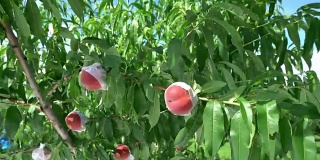 桃子树上的新鲜桃子