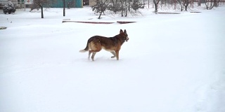 狗在白雪覆盖的街道上。缓慢的运动。