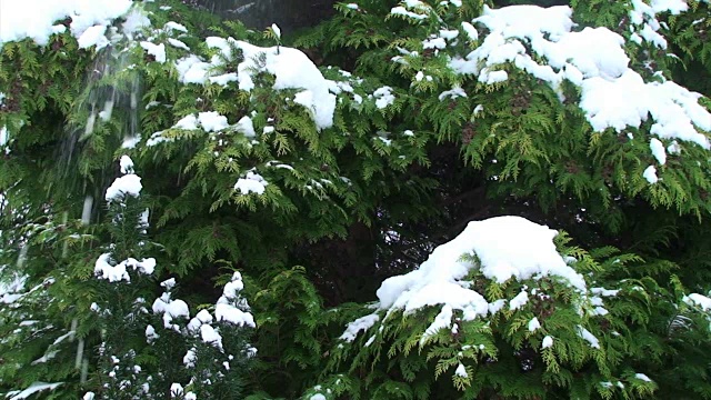 雪花从树上飘落