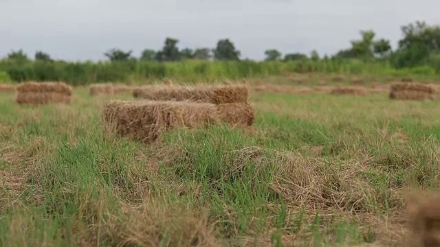 美丽的草地与草垛在农场和森林