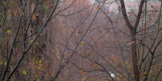 凋谢的树和雪花，深秋的景象