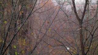 凋谢的树和雪花，深秋的景象视频素材模板下载