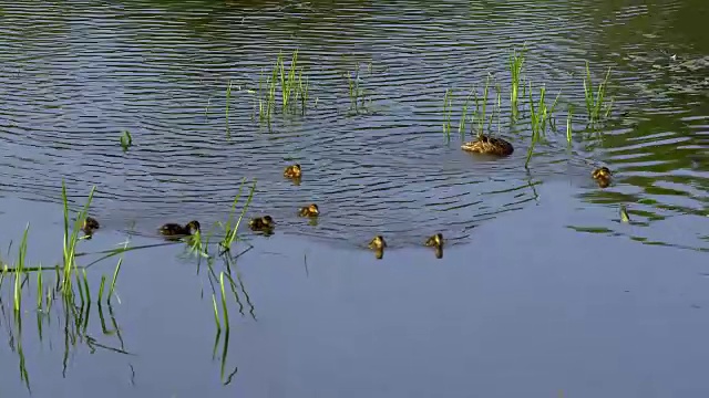 鸭子和小鸭子在湖上游泳