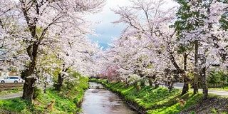 大野Hakkai的樱花和宁静的河流