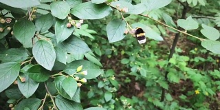 蜜蜂大黄蜂飞和花的慢镜头