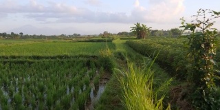 透视镜头在清晨的阳光下穿过稻田