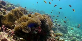 海葵和五颜六色的小丑鱼。马尔代夫。