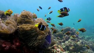 海葵和五颜六色的小丑鱼。马尔代夫。视频素材模板下载