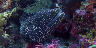 坐在暗礁上的大型黑斑海鳗。
