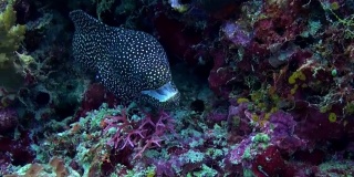 坐在暗礁上的大型黑斑海鳗。