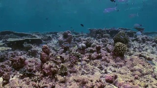 水下珊瑚礁景观。马尔代夫。视频素材模板下载