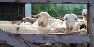 一群好奇的绵羊在围栏后面看着摄像机