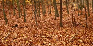 秋天秋天公园森林景观稳定器4K