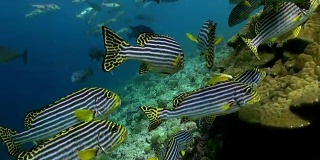 珊瑚礁上的一群热带条纹鱼。