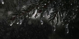 在黑色背景的慢镜头中，雨点落在冷杉树枝上，上面有冰冻的冰柱。