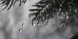 雨点从冷杉针叶和冰冻的冰柱上落下，以超慢的动作映衬着黑暗的背景。