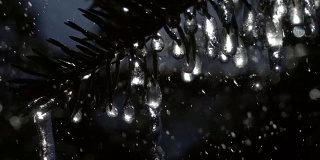 超微距拍摄的闪闪发光的冰冻冰柱闪烁像星星在冷杉树枝下大雨对黑暗的针叶树背景。
