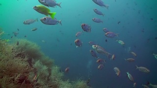 一群在暗礁上觅食的热带鱼。视频素材模板下载