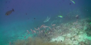一群在暗礁上觅食的热带鱼。