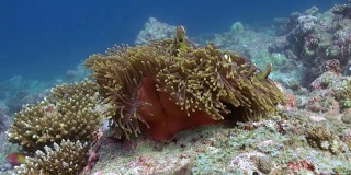 海葵和五颜六色的小丑鱼。马尔代夫。