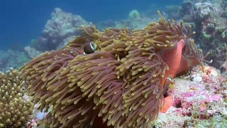 海葵和五颜六色的小丑鱼。马尔代夫。视频素材模板下载