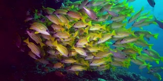 一群在暗礁上觅食的热带鱼。