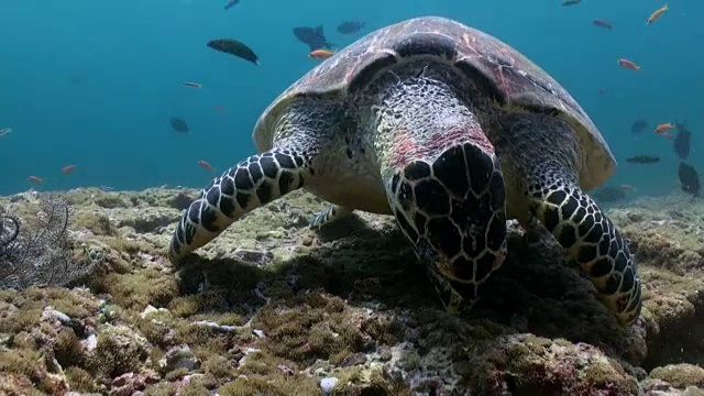 在珊瑚礁上游泳吃的玳瑁海龟