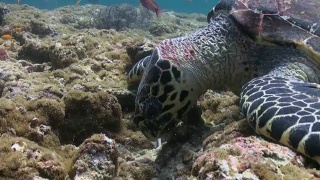 在珊瑚礁上游泳吃的玳瑁海龟视频素材模板下载