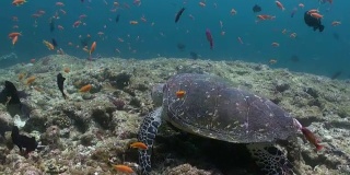 在珊瑚礁上游泳吃的玳瑁海龟