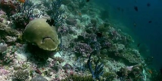 水下珊瑚礁景观。马尔代夫。
